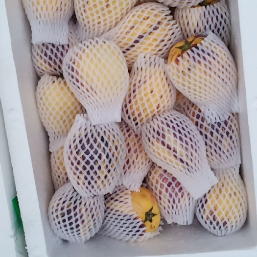 漳州 精品人参果