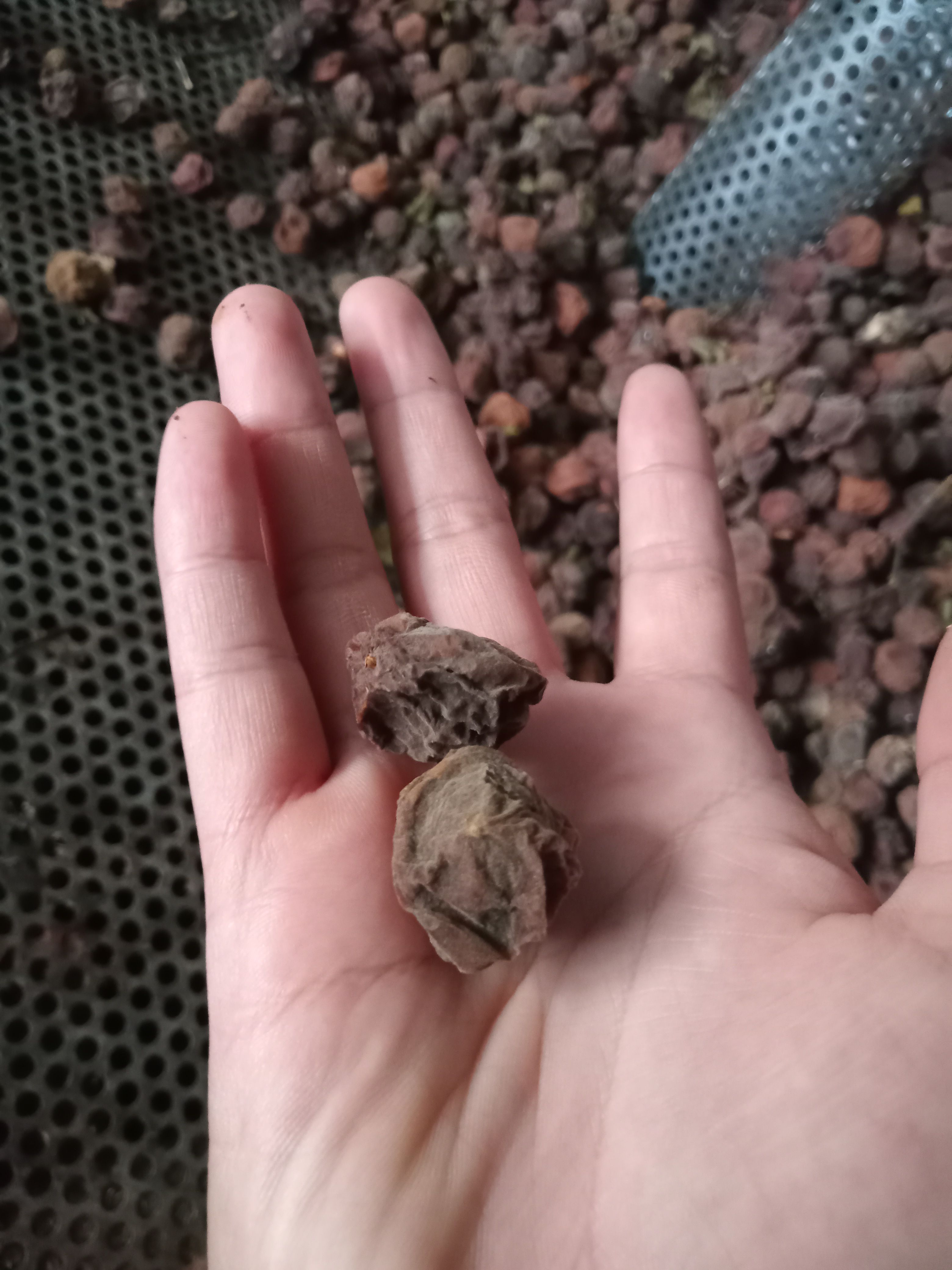  云南腾冲青梅，酸度极好，个头均匀！