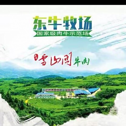 叙永县牛 全牧草全株玉米青贮地下水饲喂