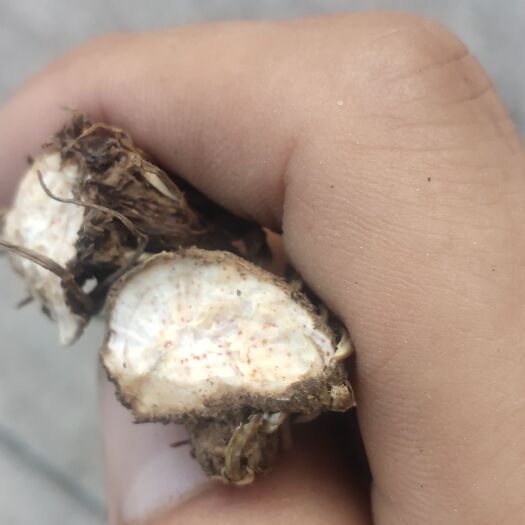 桓仁县苍术种苗 朱砂点苍术一年生种苗
