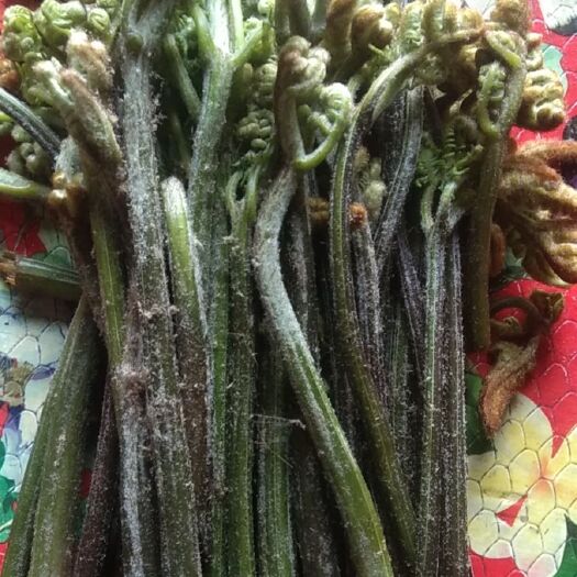 开远市新鲜蕨菜 ，欢迎骚扰