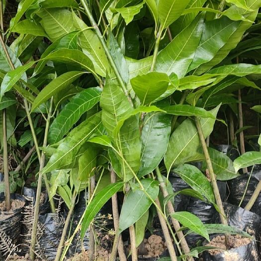 钦州芒果苗