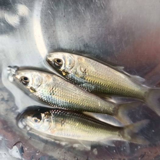南宁麦鲮鱼苗，各种鲮鱼苗直供，品种供良，