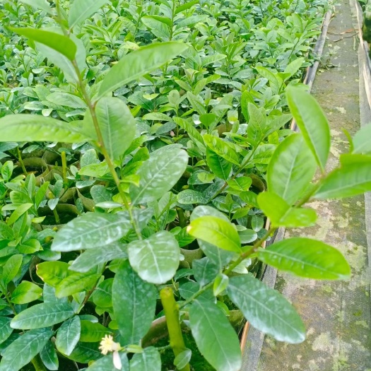 灵山县 广东香水柠檬