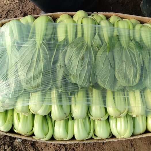 大同上海青 北方小油菜，山西大同油菜基地