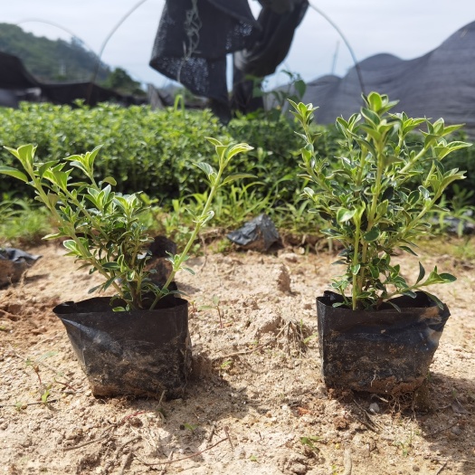 漳州六月雪漳州精品基地直供