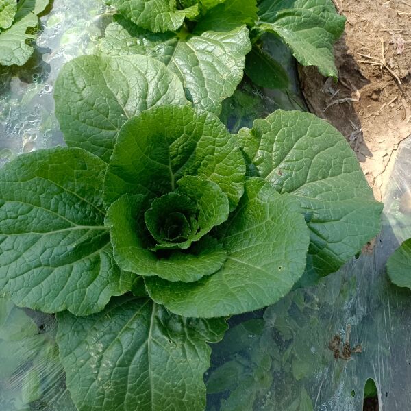 黄心娃娃菜   娃娃菜毛菜，预售中，价格随行，诚实守信