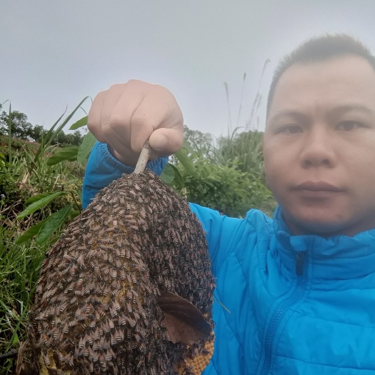 崇左土蜂蜜 小挂蜜批发