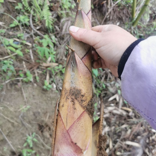  福建高山甜竹笋，炖汤味道超鲜，皮薄