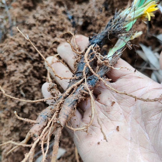 正品独脚仙茅 仙茅根 独脚丝茅 肾阳草 带叶发货
