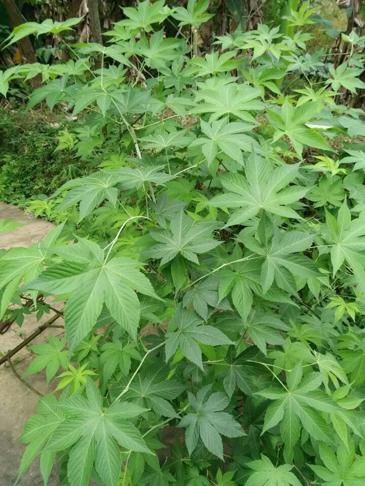 甜茶苗刺儿茶种苗江西种植基地