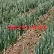 启东市钢葱 启东铁杆葱豆瑩姐