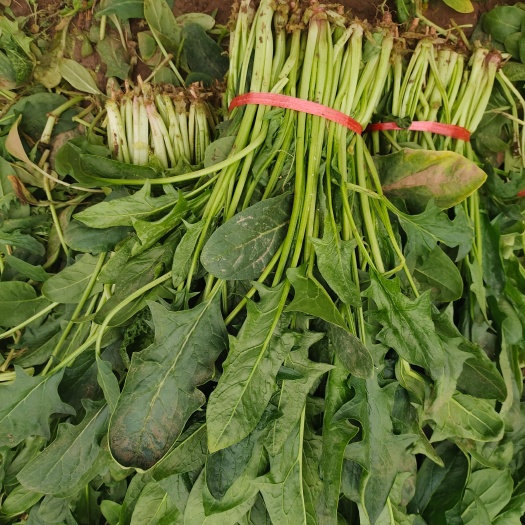 高青县大叶菠菜 本地大棚菠菜，高45公分，价格低，有需要联系我