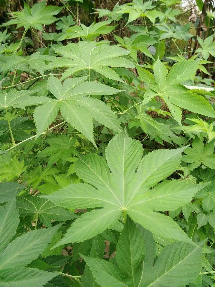 甜茶苗刺儿茶种苗江西种植基地