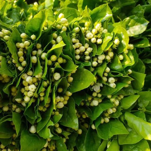 元江县茉莉花切花 茉莉花枝条，花朵