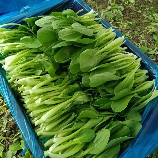 上海鸡毛菜 上海市上海市金山区 8 ~10cm 