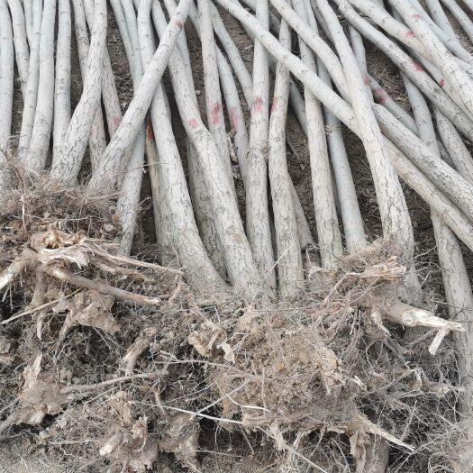 康乐县旱柳 柳树