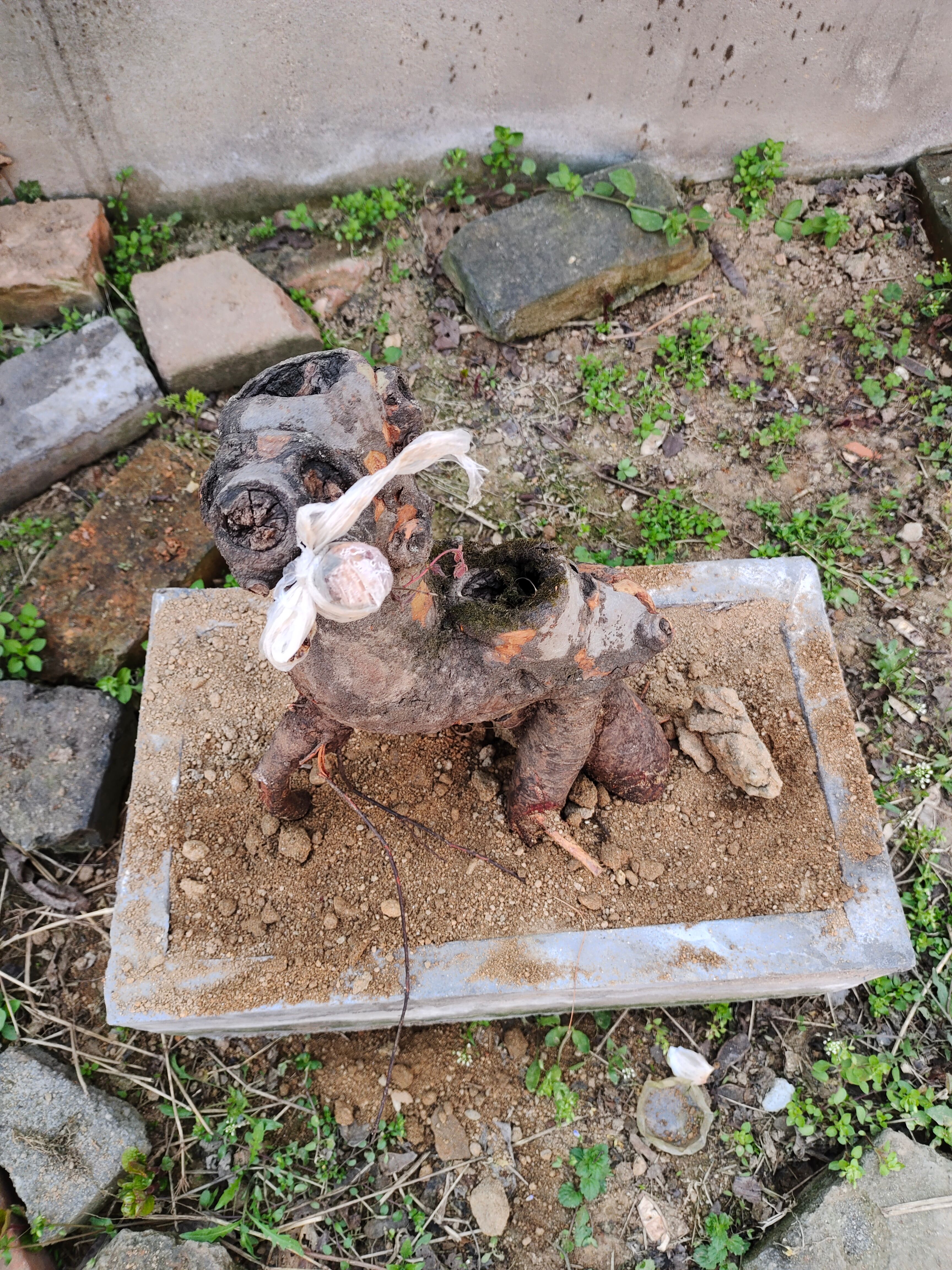 黄荆桩 黄荆镂空老桩，榔榆