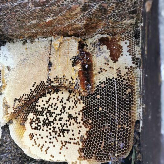 重庆市土蜂蜜 43 18-24个月 本品不能代替药物 2022-04-02 - 2022-04-02 