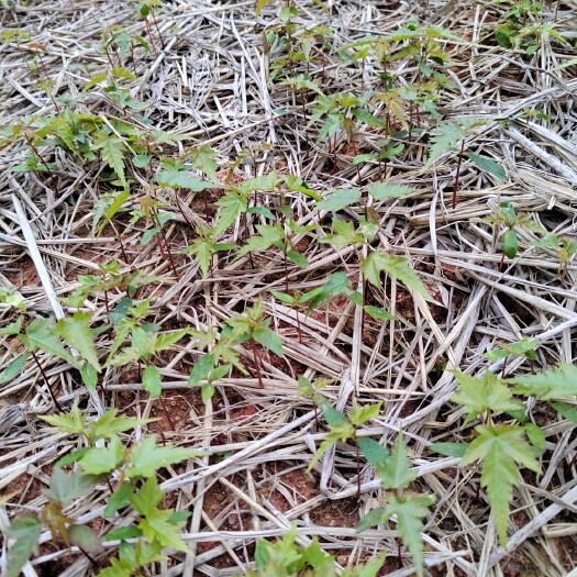青枫芽苗，高度8公分以上，年前播种，木质化程度高