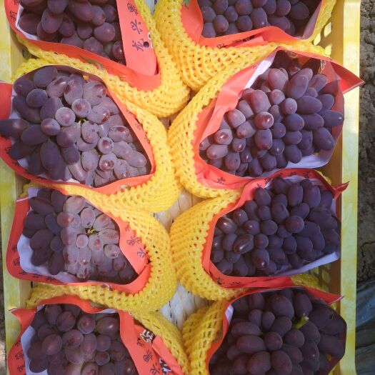 乐亭县茉莉香葡萄以及其他品种陆续上市了，承接各大市场，商超，及电