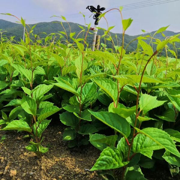 北五味子苗 量大从优保证质量免费提供种植技术