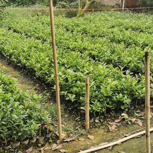 深圳 自育正宗广东香水柠檬苗！一年，两年挂果！