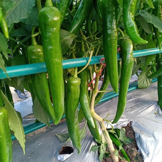 遂溪县牛角椒苗 4～10片真叶