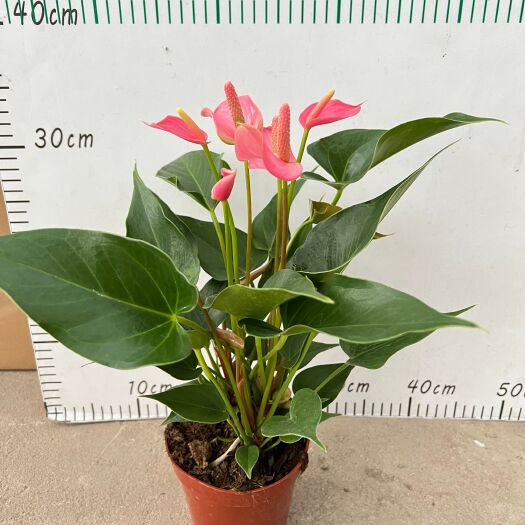 佛山粉掌盆栽 粉掌110盆