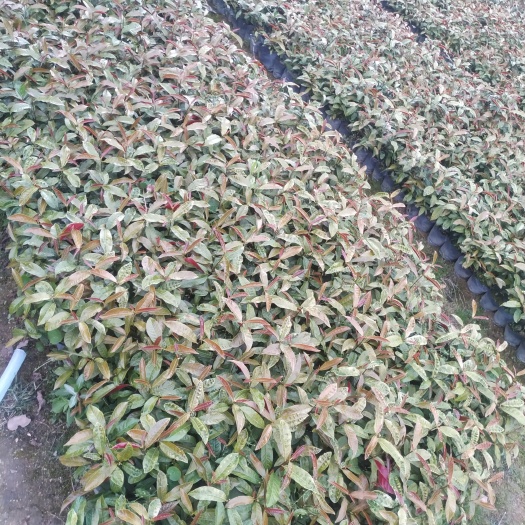 普宁市红背桂盆栽 《红背桂花、青紫木、红背桂》