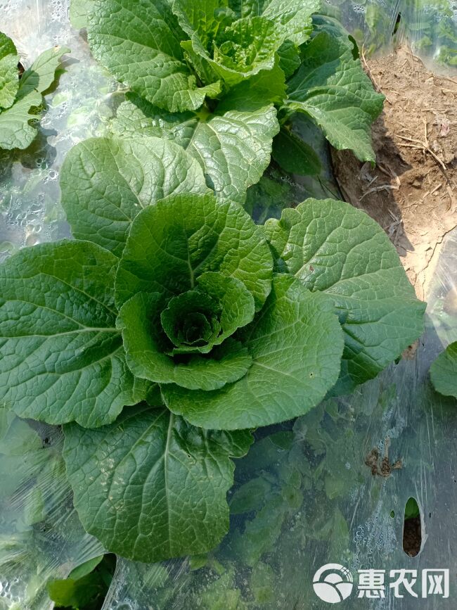 黄心娃娃菜   娃娃菜毛菜，预售中，价格随行，诚实守信