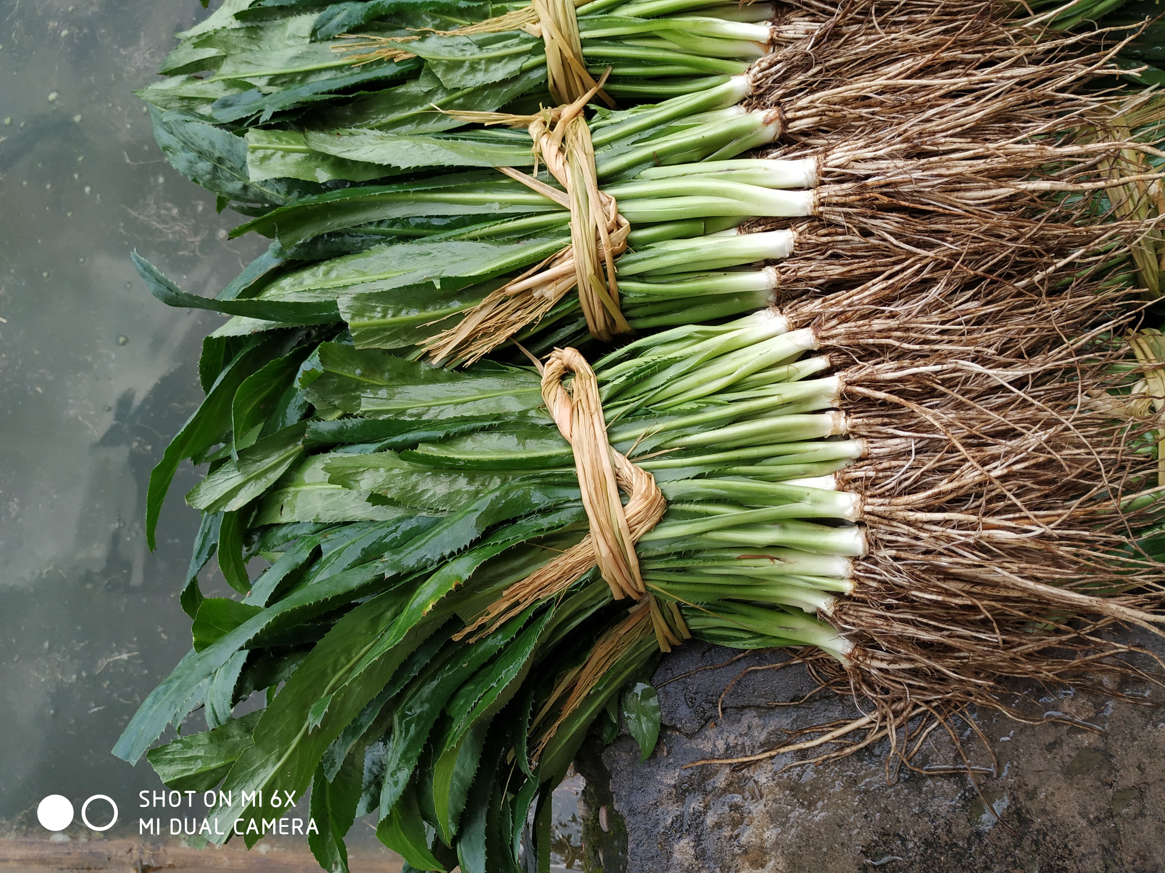 大香菜（刺香菜）