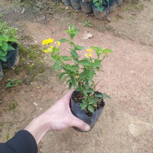 普宁市马缨丹盆栽 《蔓马缨丹、黄花马缨丹》