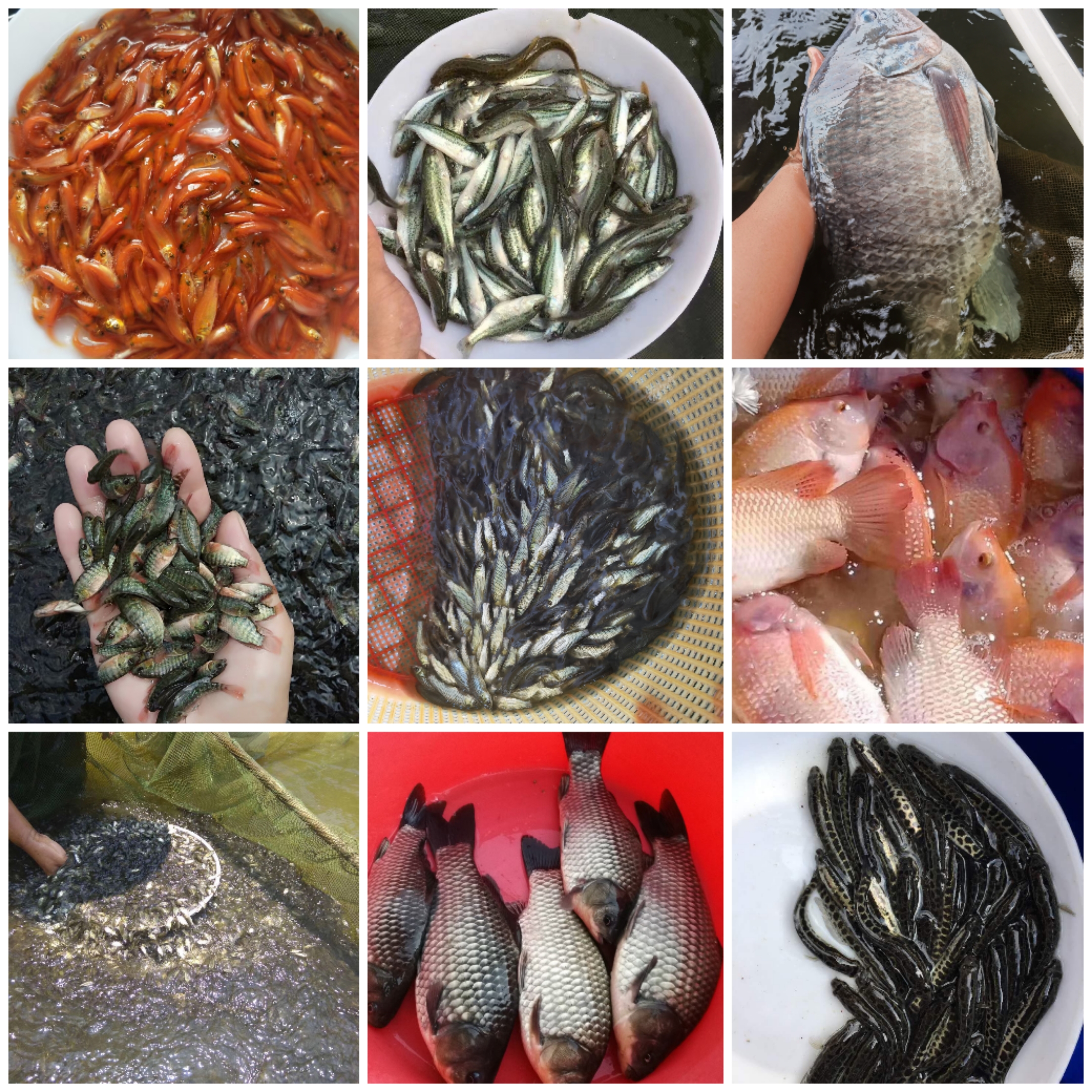 廣東省江門市新會(huì)區(qū)沙堆鎮(zhèn)魚(yú)苗場(chǎng)
