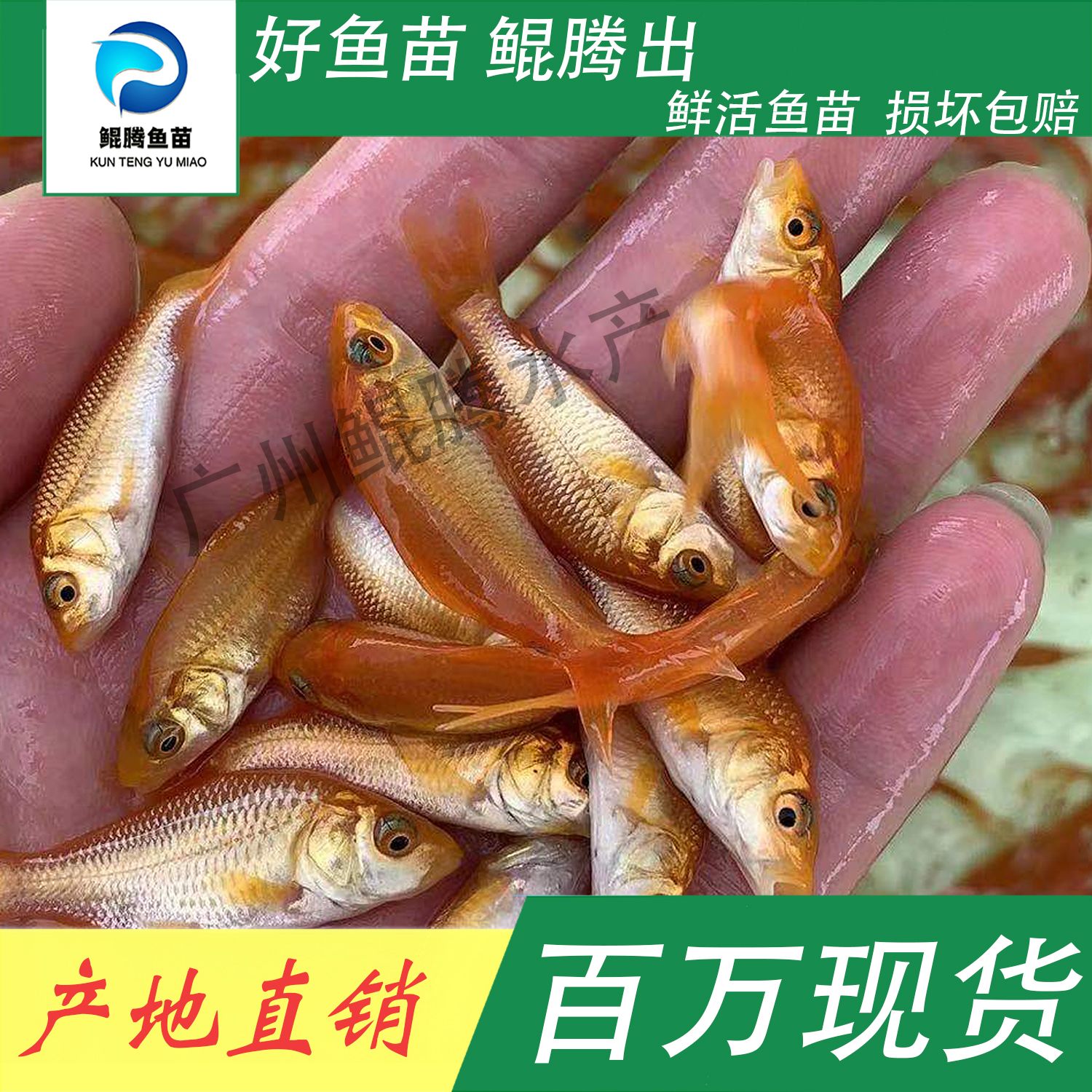  紅鯉魚苗 鯤騰魚苗 好魚苗鯤騰出 產地直銷百萬現貨