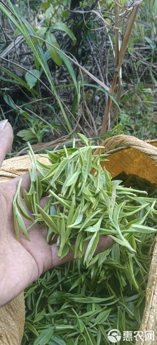 高山新鲜茶叶绿茶（云雾茶）