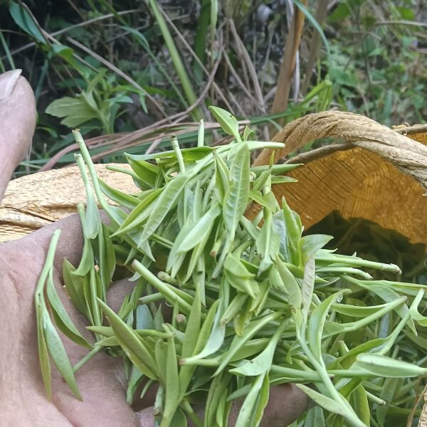 高山新鲜茶叶绿茶（云雾茶）