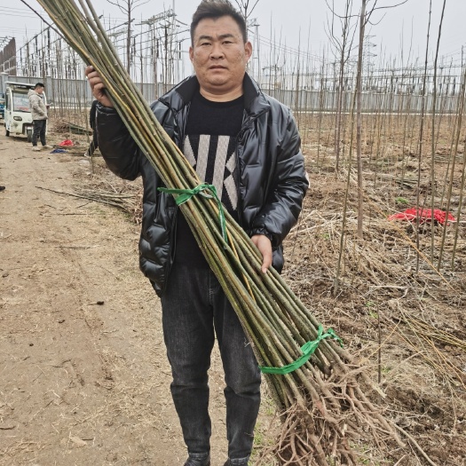 泰安 苦楝树苗，1—3公分苦楝树苗价格