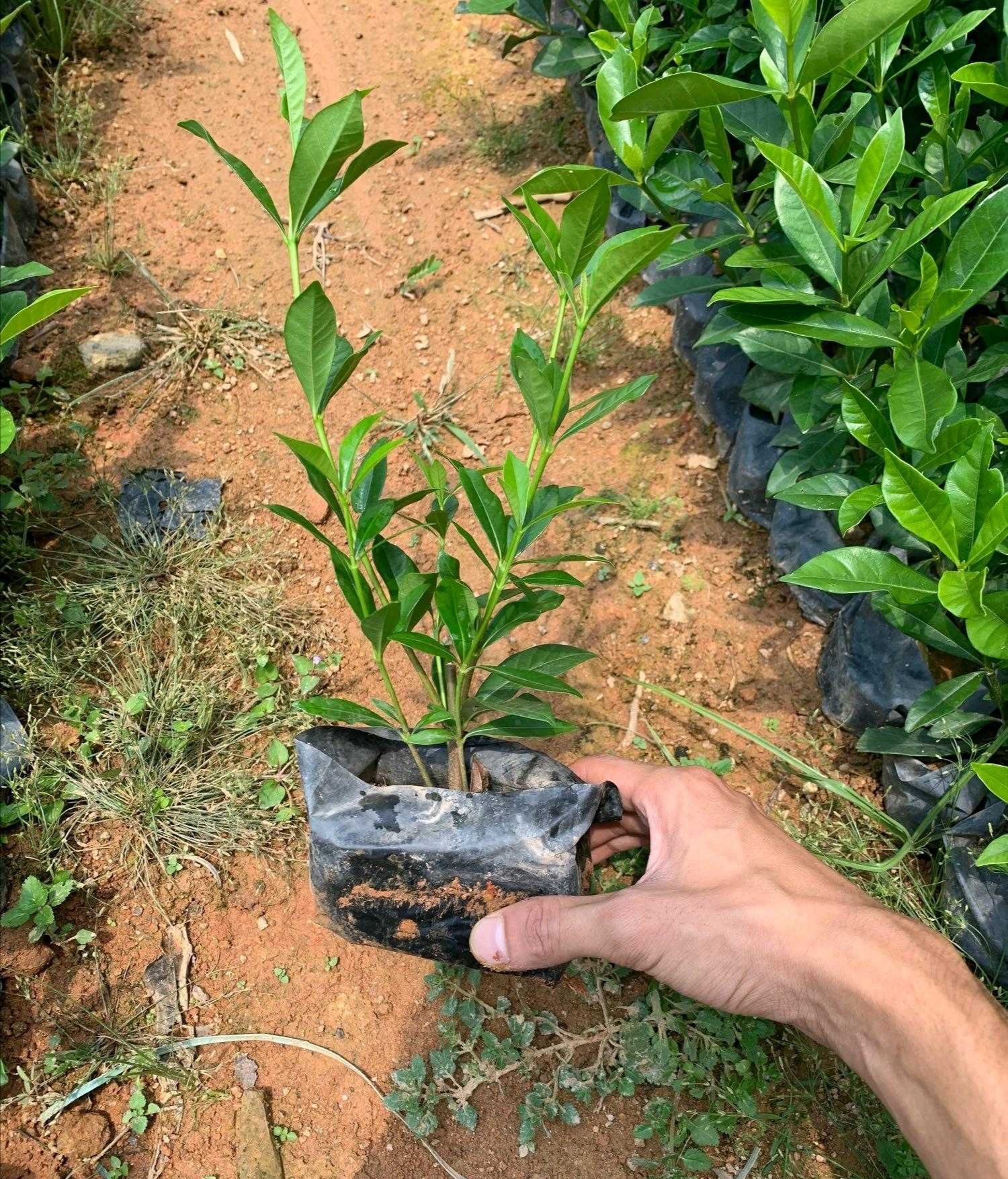 大叶栀子花 小苗 漳州基地直销 各种地被苗