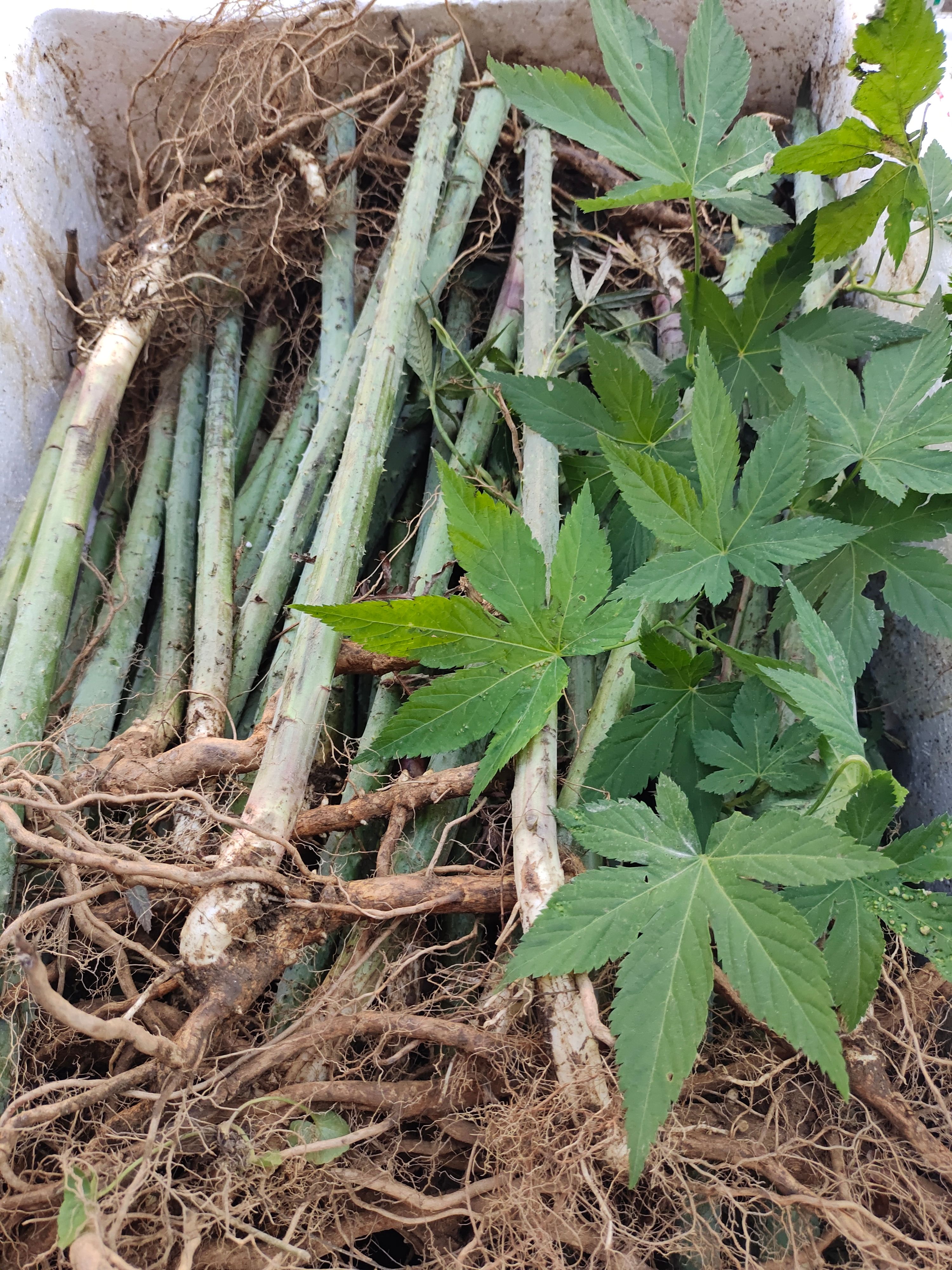 甜茶苗刺儿茶种苗江西种植基地