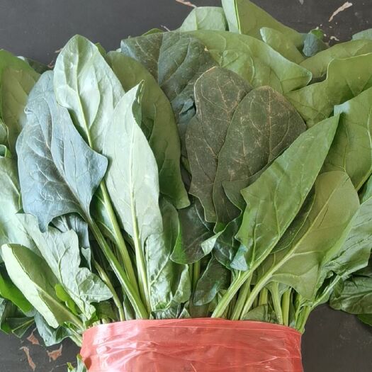 石家庄大叶菠菜 菠菜大量上市代发全国各地