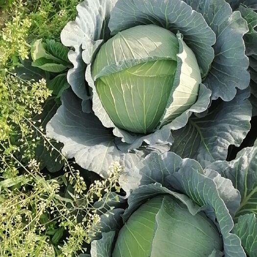天门市平包菜  扁包菜  精品