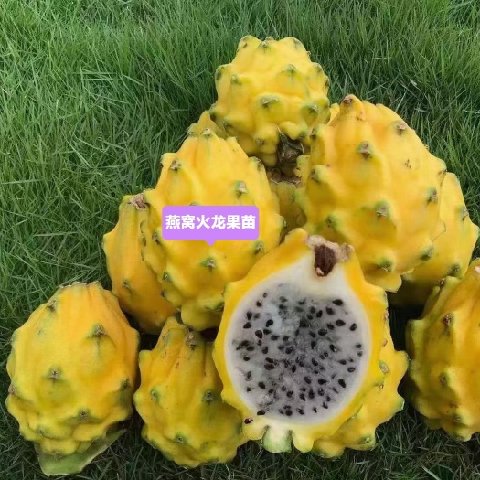 灵山县燕窝火龙果苗 带根发货 苗子漂亮