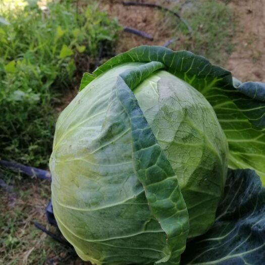 宾阳县牛心甘蓝 甘篮