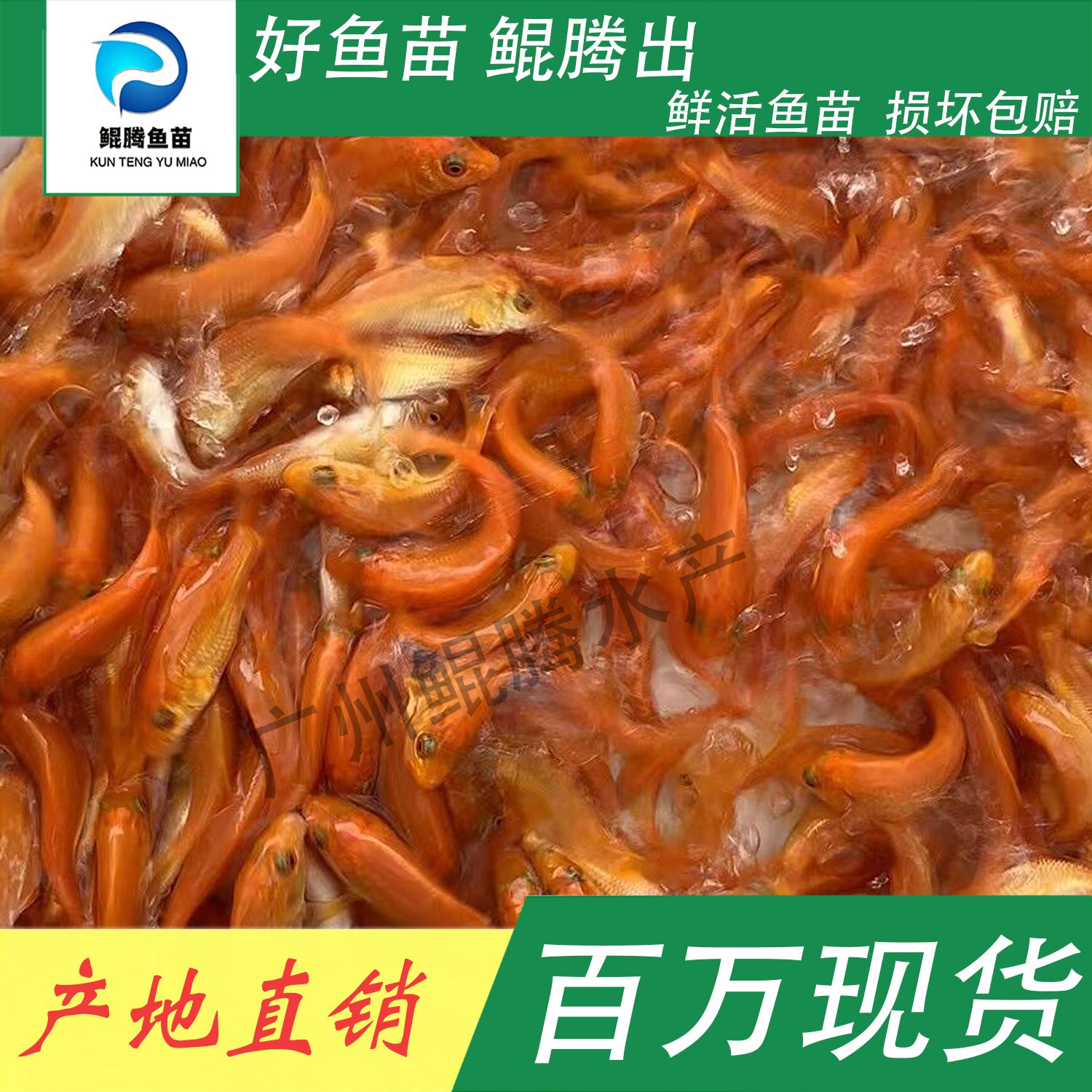  紅鯉魚苗 鯤騰魚苗 好魚苗鯤騰出 產地直銷百萬現貨