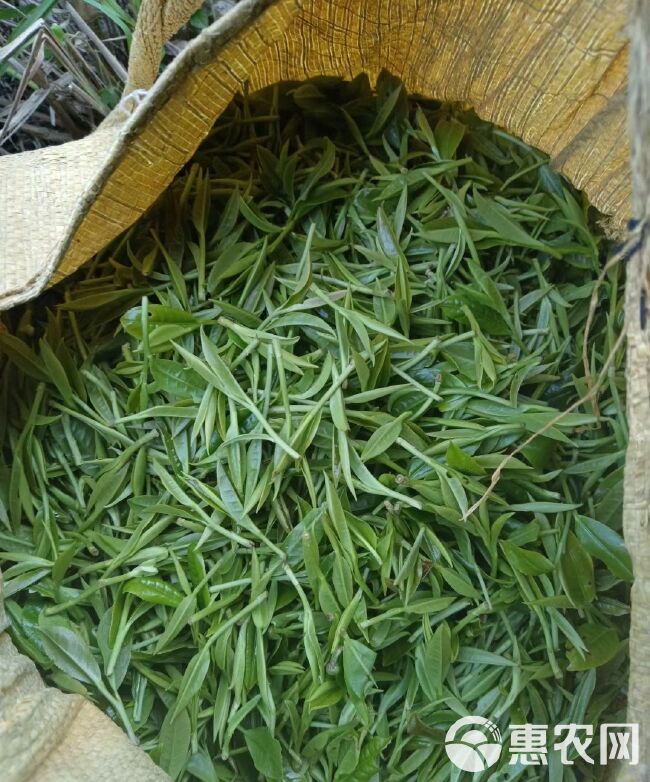 高山新鲜茶叶绿茶（云雾茶）