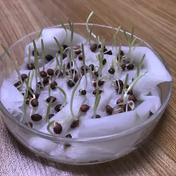 甜高粱种子甜高梁种子饲用甜高粱牧草种多年生畜牧养殖四季再生甜