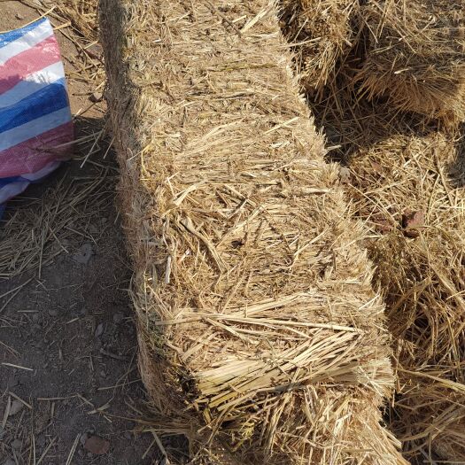 天津稻草 精品小包长草，长40-50公分。