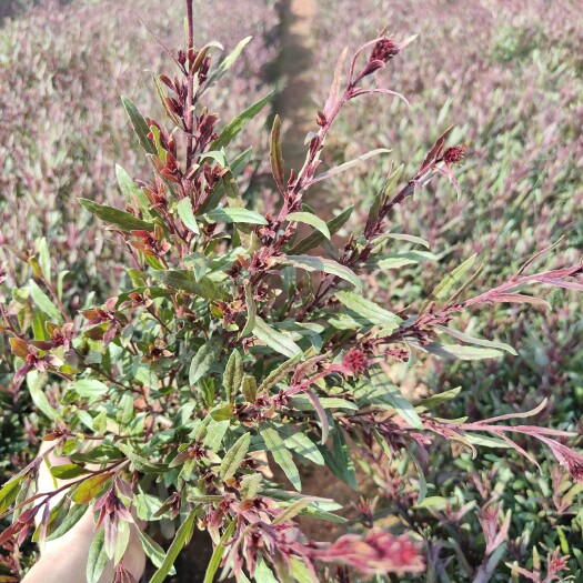  千鸟花    山桃草