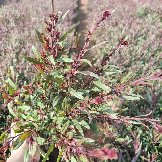 宜良县 千鸟花    山桃草